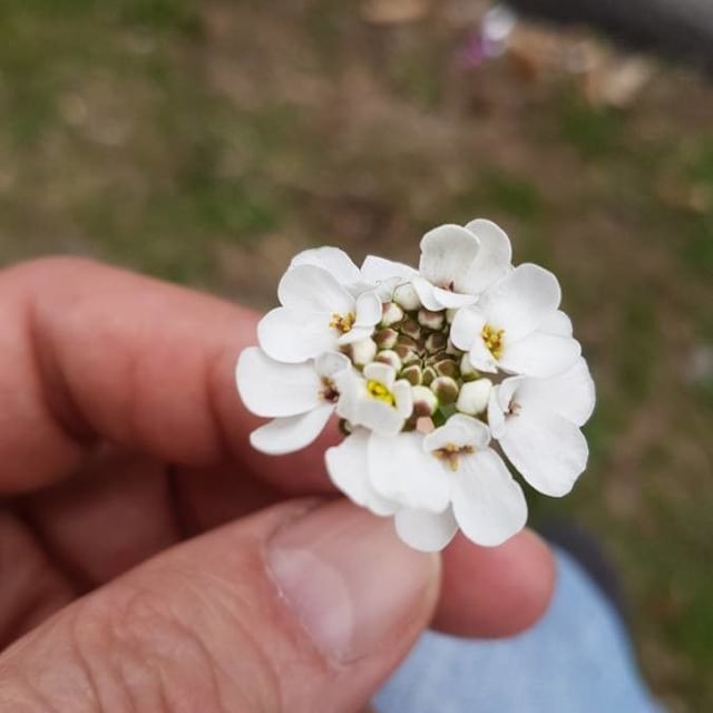 Iberis sempervirens — flower