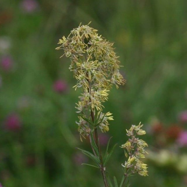 Thalictrum simplex — flower