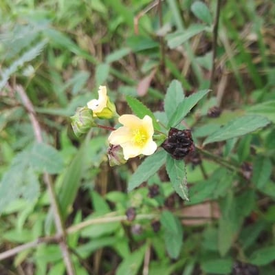 Sida acuta — flower
