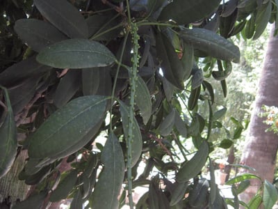 Paraguay jaborandi