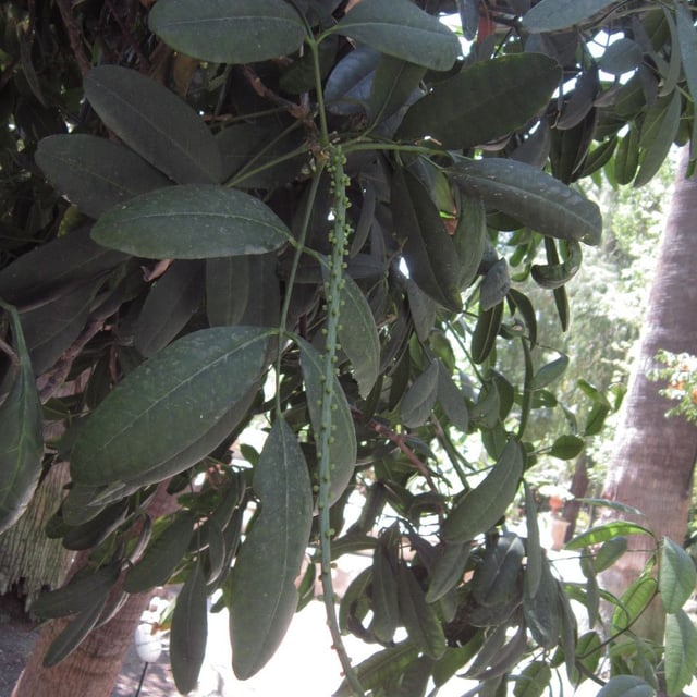 Paraguay jaborandi