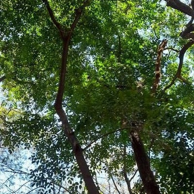 Myrocarpus frondosus — habit