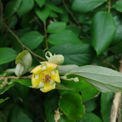 Luehea divaricata — flower