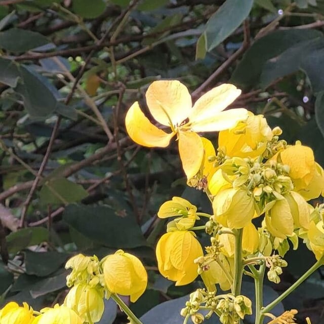 Senna macranthera — flower