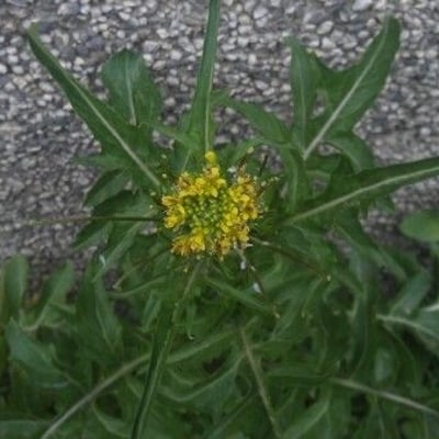 Sisymbrium erysimoides — flower