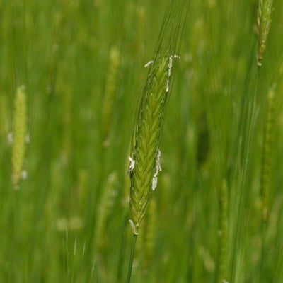Triticum monococcum — flower