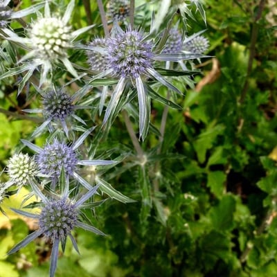 Eryngium planum — flower