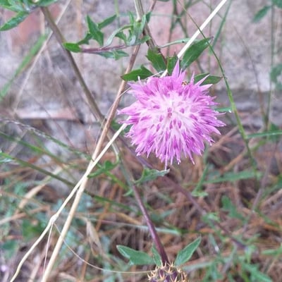 Centaurea aspera — flower