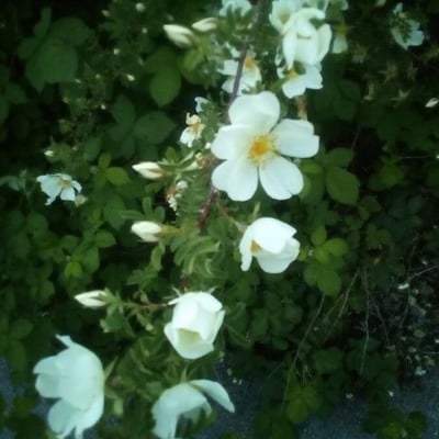 Rosa spinosissima — flower