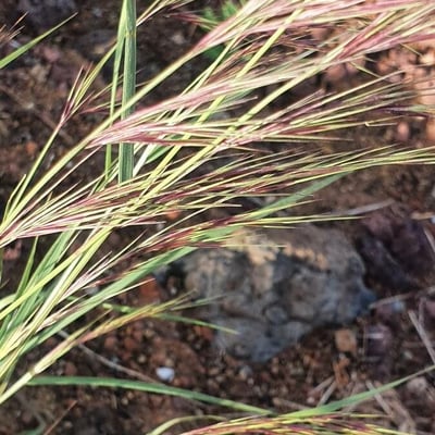 Aristida adscensionis — flower
