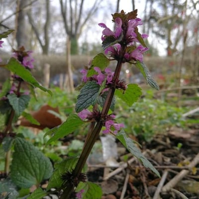 Lamium maculatum — flower
