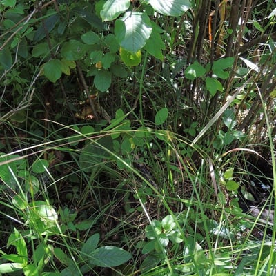 Elymus violaceus — habit