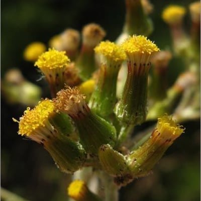 Erechtites minima — flower
