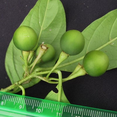 Solanum aphyodendron — fruit