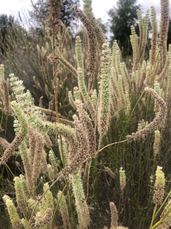 Sideritis lasiantha