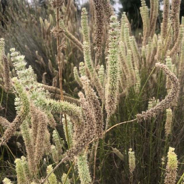 Sideritis lasiantha — flower