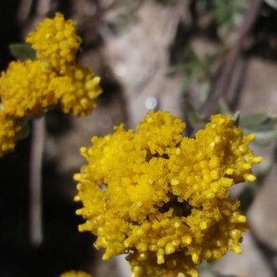 Artemisia glacialis — flower