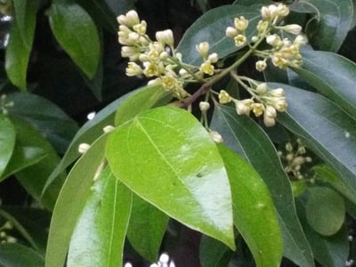 Batavia cinnamon