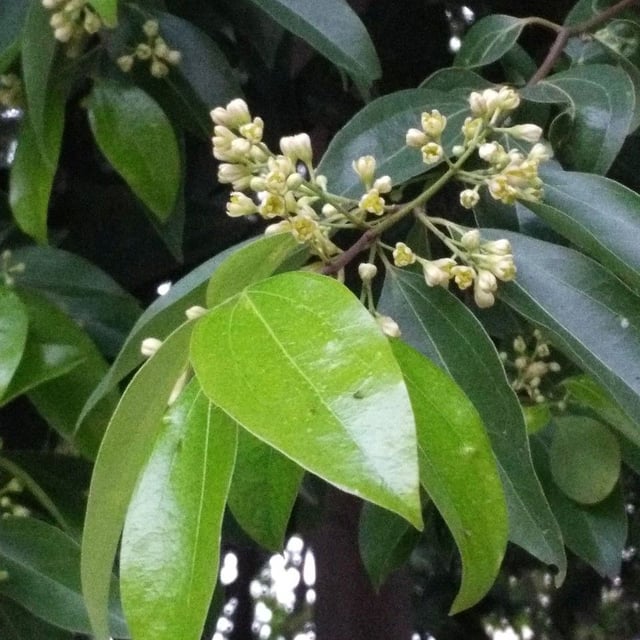 Batavia cinnamon