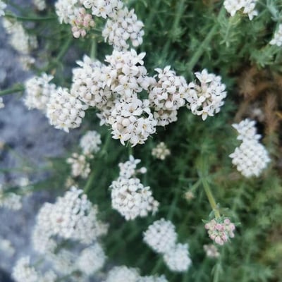Galium glaucum — flower