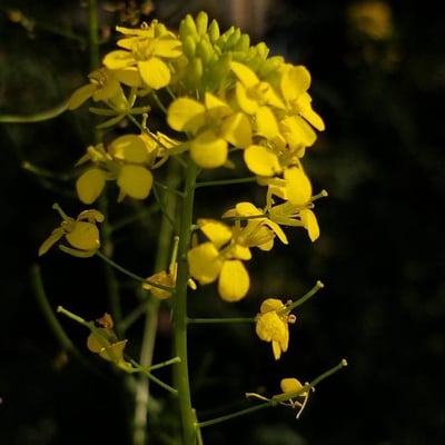 Sisymbrium loeselii — flower