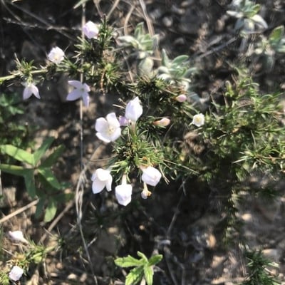 Stenaria nigricans — flower