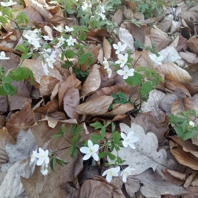 Isopyrum thalictroides — flower