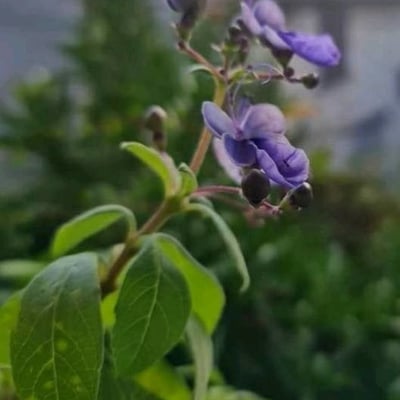 Rotheca myricoides — flower