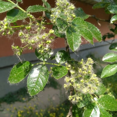 Zanthoxylum bungeanum — flower