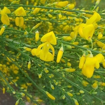 Genista florida — flower