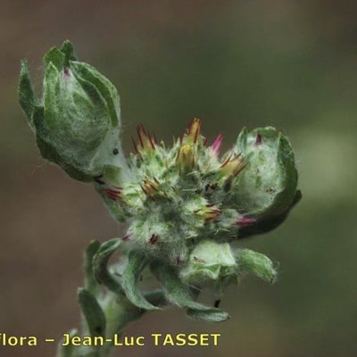 Filago lutescens — flower