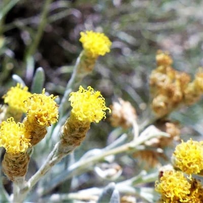 Helichrysum italicum — flower