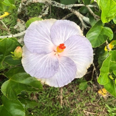 Hibiscus mutabilis — flower