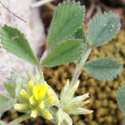 Medicago monspeliaca — flower