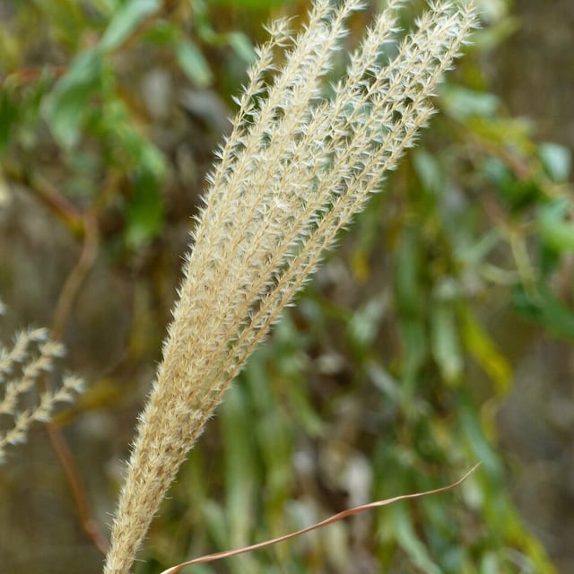 Miscanthus sinensis — flower