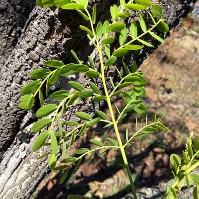 Stryphnodendron adstringens — leaf