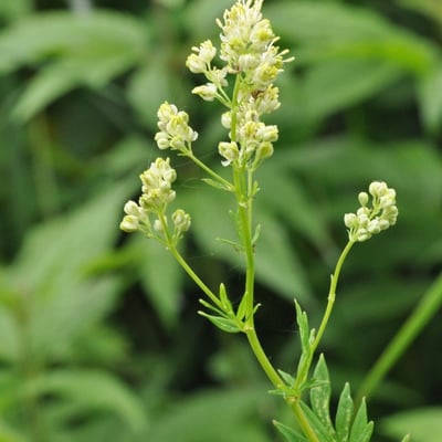 Thalictrum simplex — flower