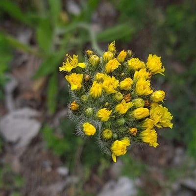 Pilosella cymosa — flower
