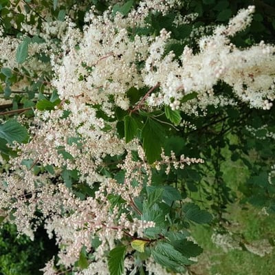 Holodiscus discolor — flower