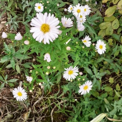 Symphyotrichum dumosum — flower