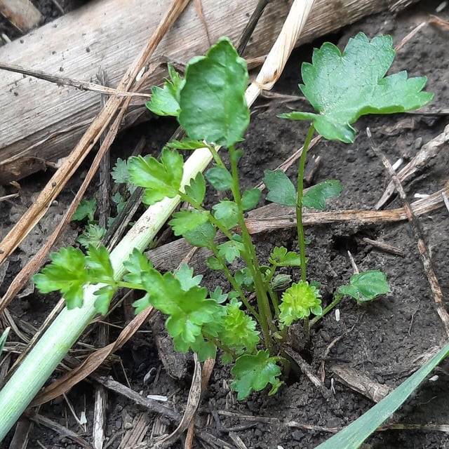 Ranunculus neapolitanus — leaf