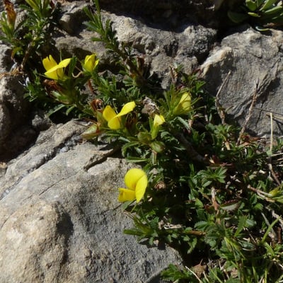 Ononis minutissima — flower