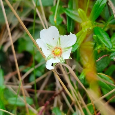 Potentilla montana — flower