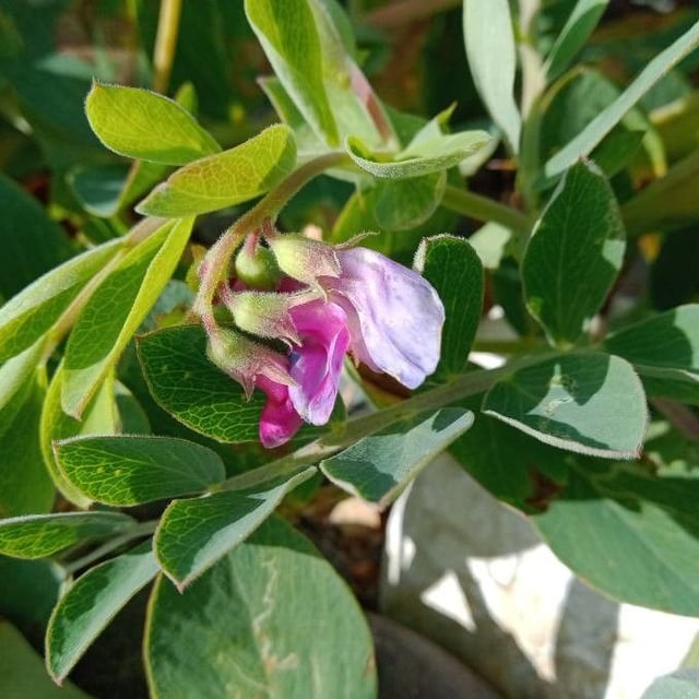 Lathyrus japonicus — flower