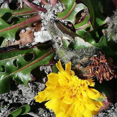 Scorzoneroides montana — flower