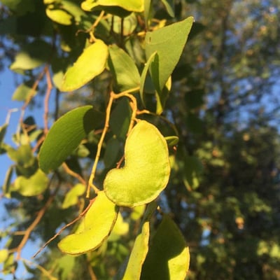 Colophospermum mopane — leaf