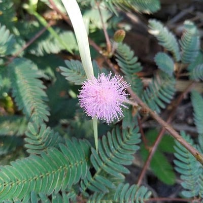 Mimosa pudica — flower