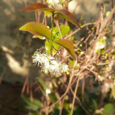 Eugenia uniflora — flower
