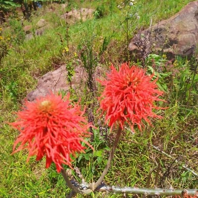 Erythrina abyssinica — flower
