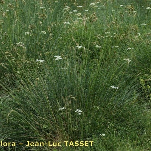 Festuca eskia — flower